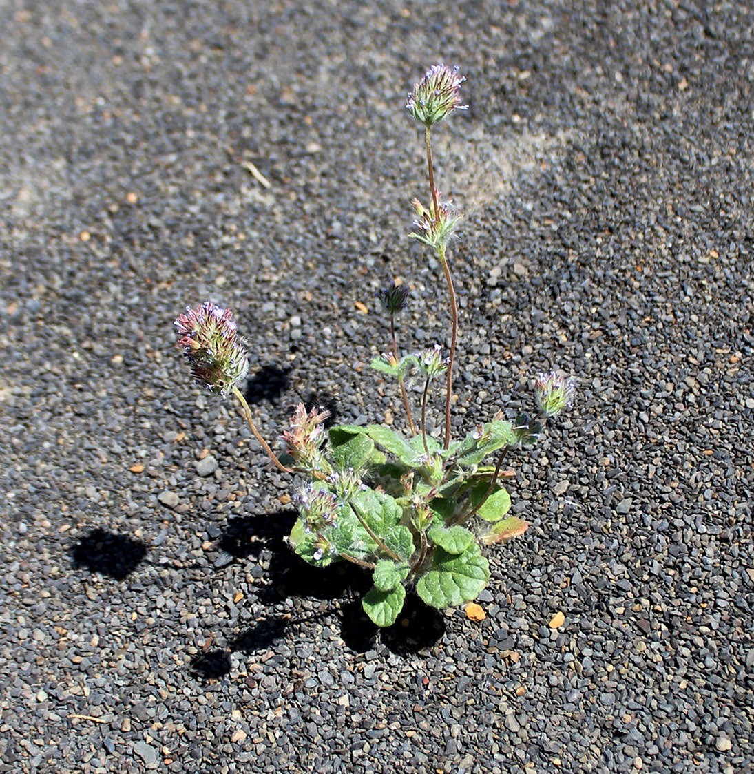 Изображение особи Nepeta ispahanica.