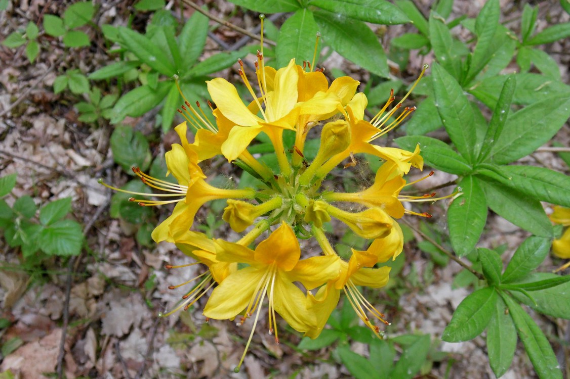 Image of Rhododendron luteum specimen.