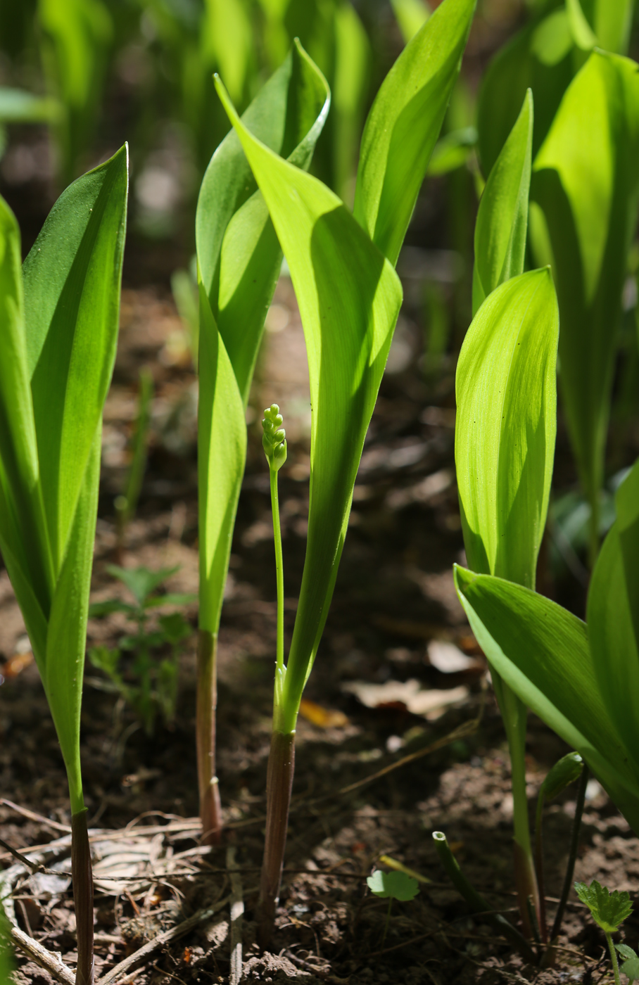 Изображение особи Convallaria majalis.