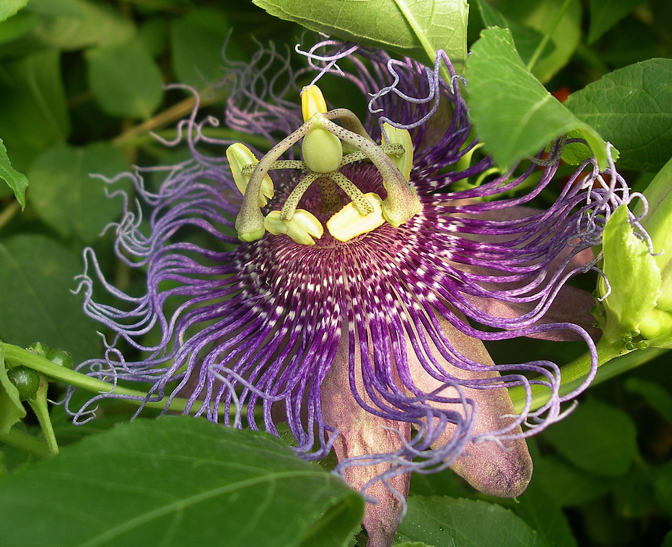 Изображение особи Passiflora edulis.