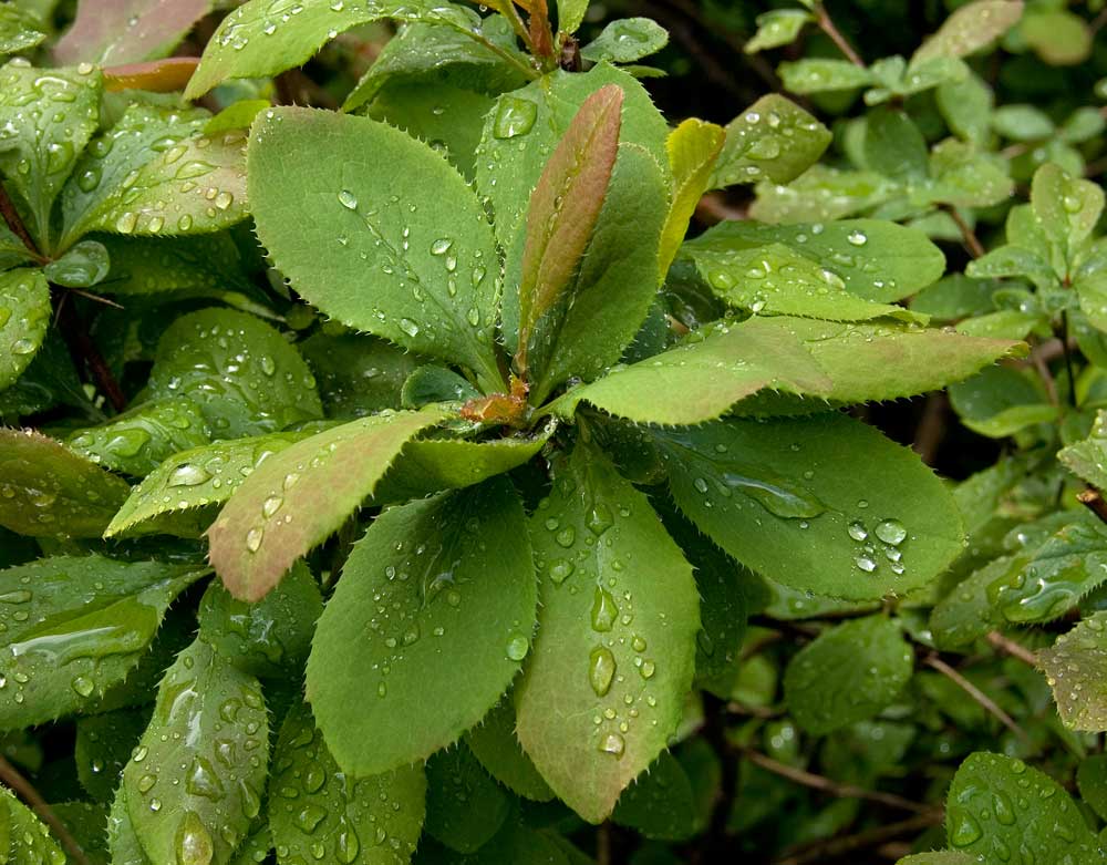 Image of genus Berberis specimen.