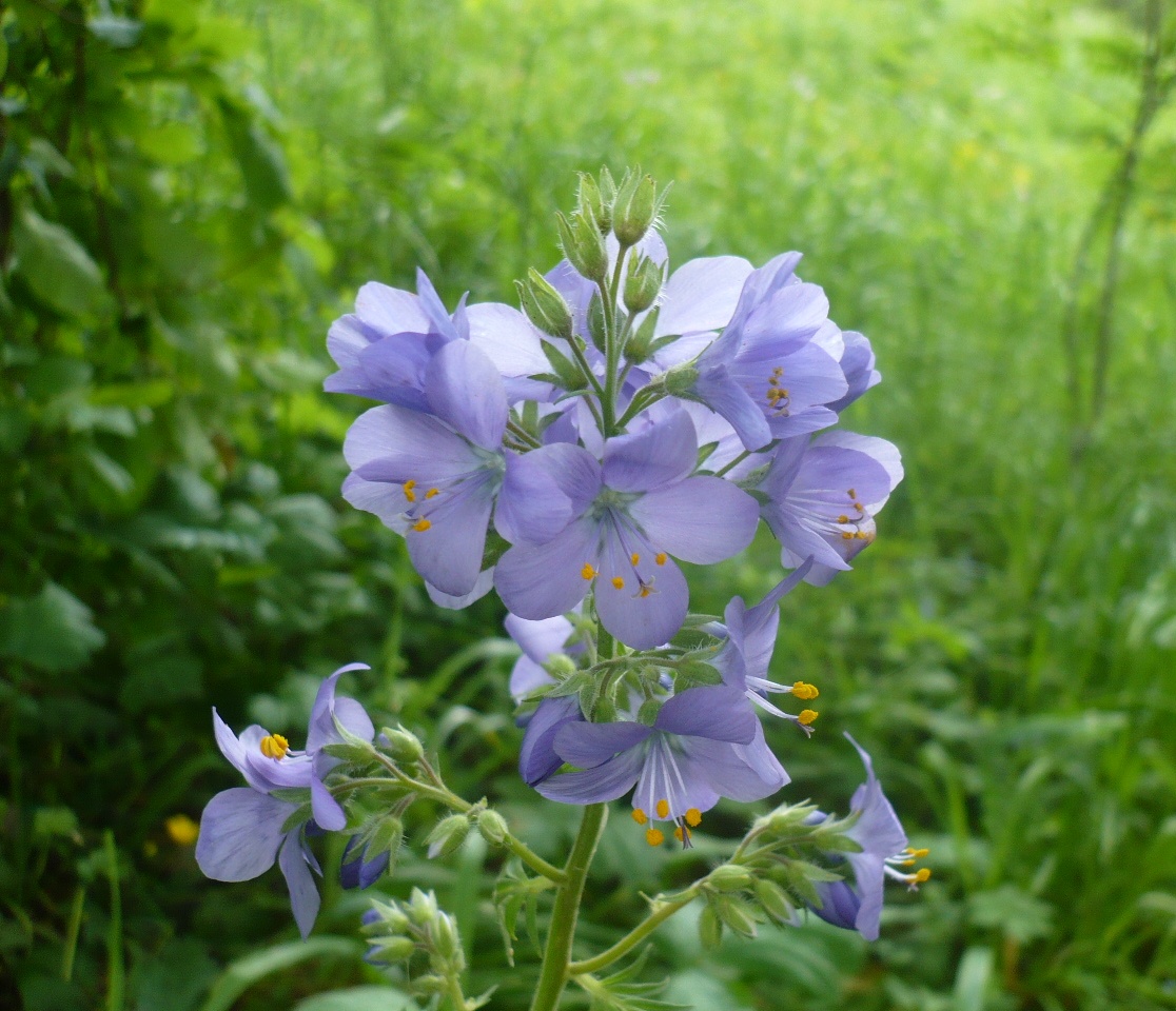 Image of Polemonium caeruleum specimen.