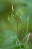 Carex pauciflora