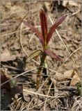 Epilobium hirsutum