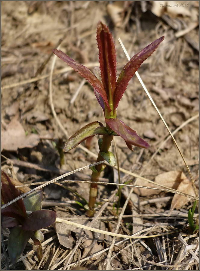 Изображение особи Epilobium hirsutum.
