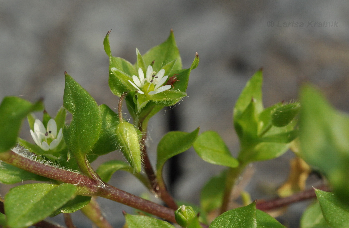 Image of Stellaria media specimen.