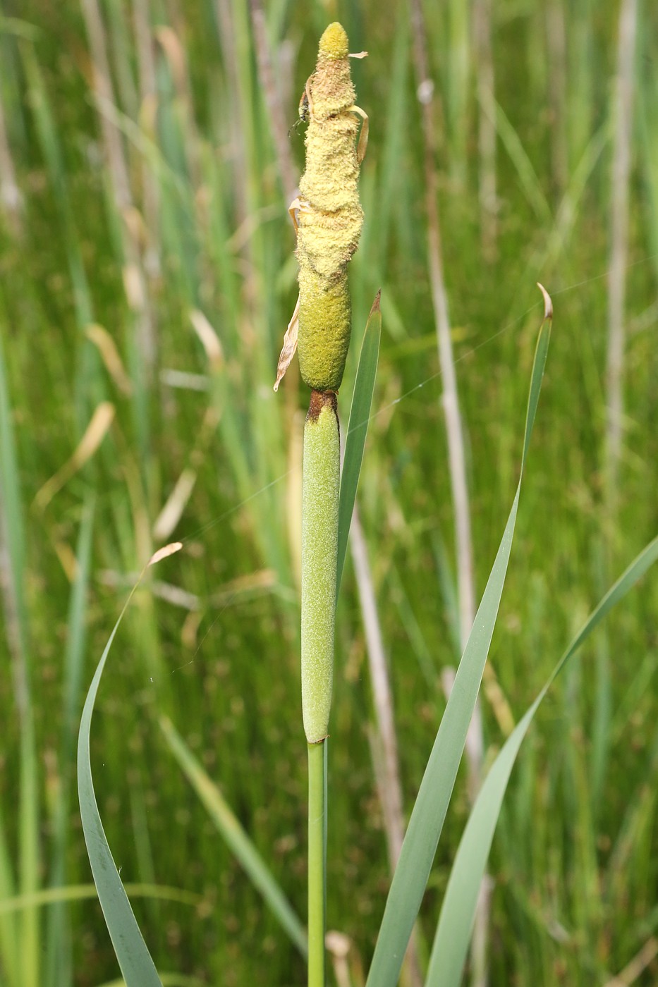 Изображение особи Typha latifolia.