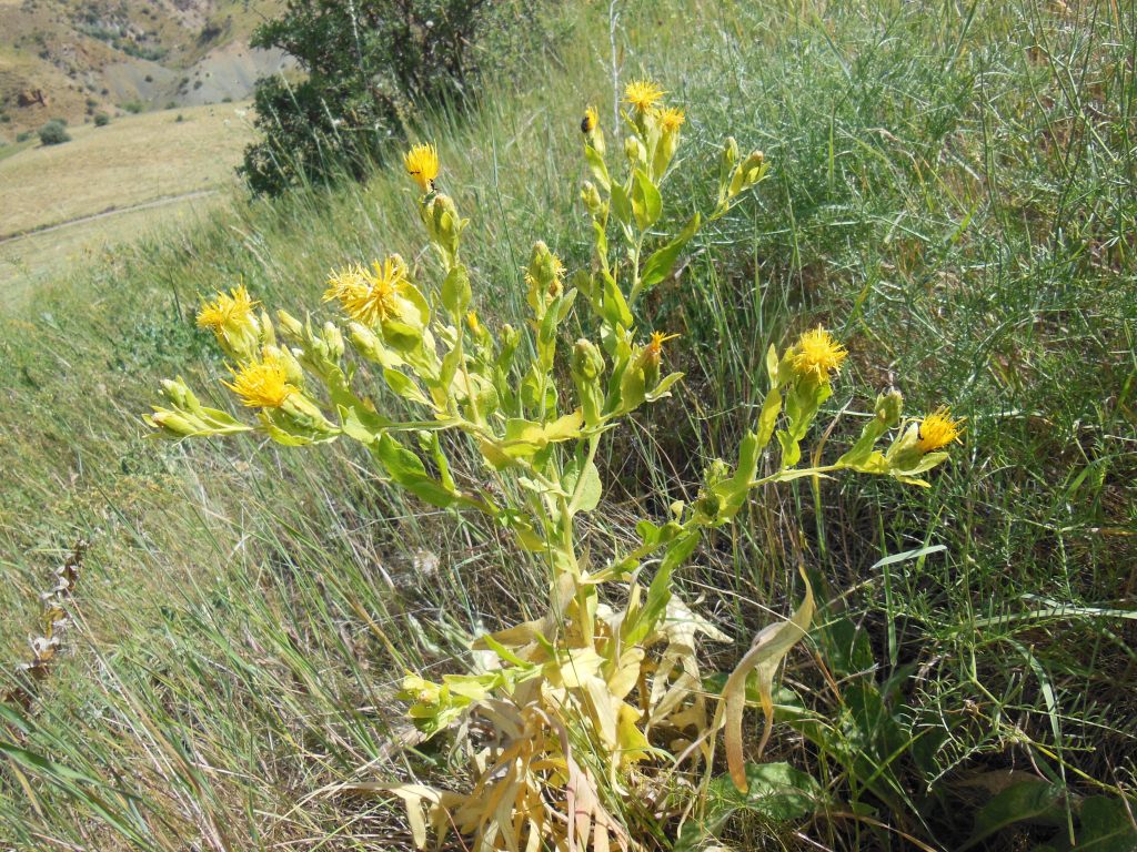 Image of Centaurea polypodiifolia specimen.