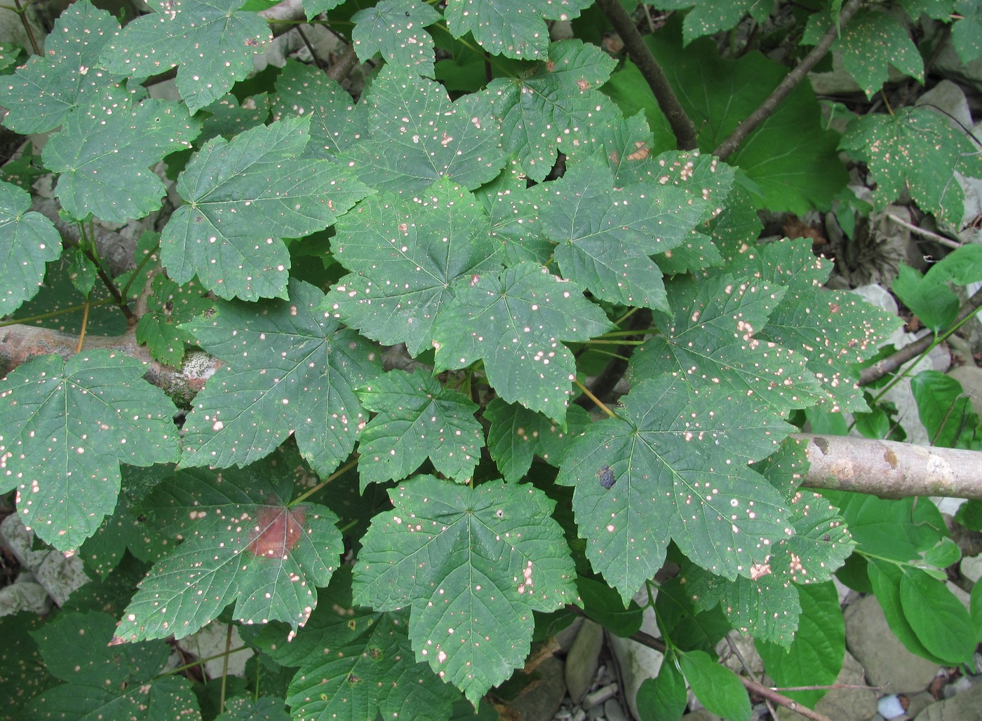 Image of Acer pseudoplatanus specimen.