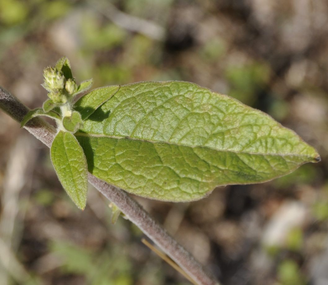 Image of Inula conyza specimen.