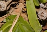 Glottiphyllum linguiforme