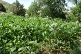 Heracleum lehmannianum