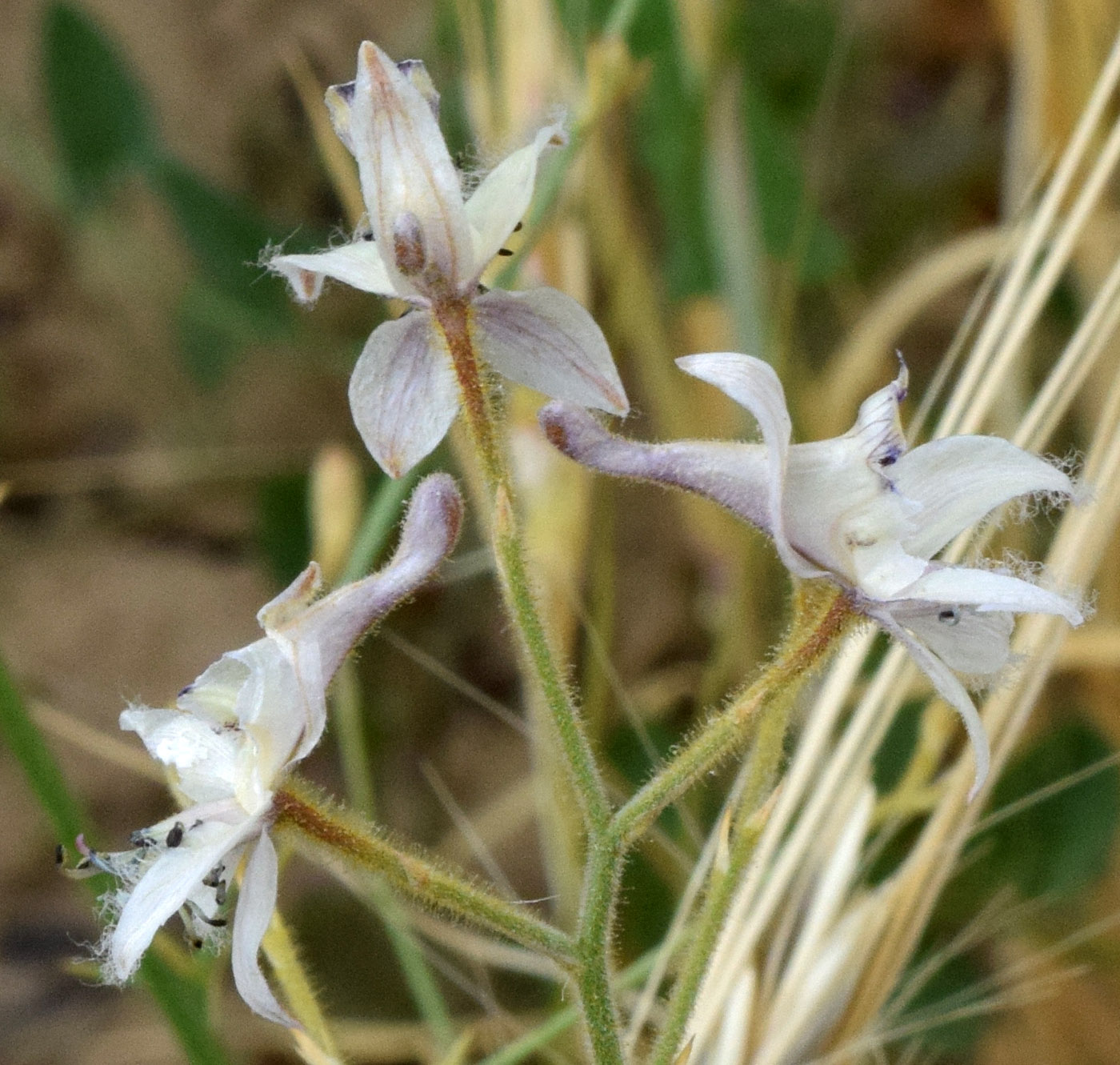 Изображение особи Delphinium barbatum.