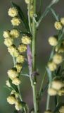 Artemisia laciniata. Часть соцветия. Алтай, окр. пос. Манжерок, берег Катуни. 22.08.2009.