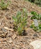 Oenothera pallida