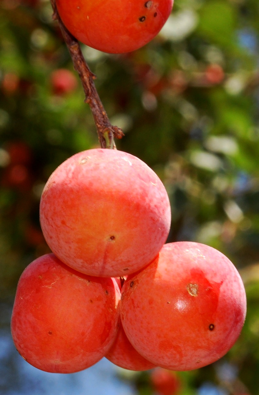 Изображение особи Prunus cerasifera.