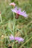 Centaurea jacea. Верхушка растения с соцветием. Ленинградская обл., Кингисеппский р-н, Кургальский п-ов, окр. дер. Тисколово, луг возле дороги. 28.08.2017.