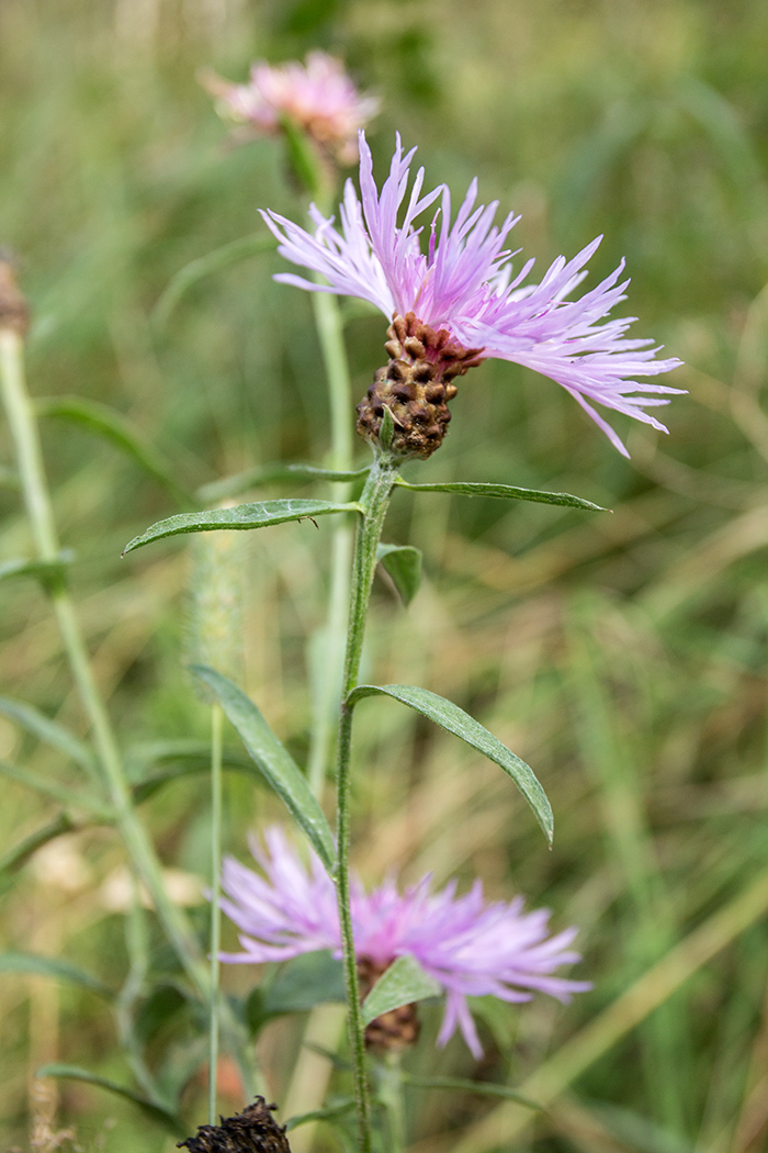 Изображение особи Centaurea jacea.