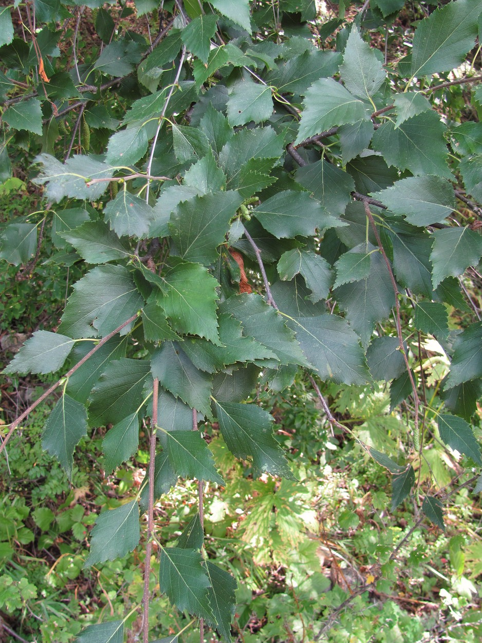 Изображение особи Betula litwinowii var. svanica.