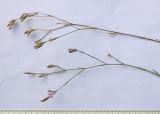 Dianthus pallens