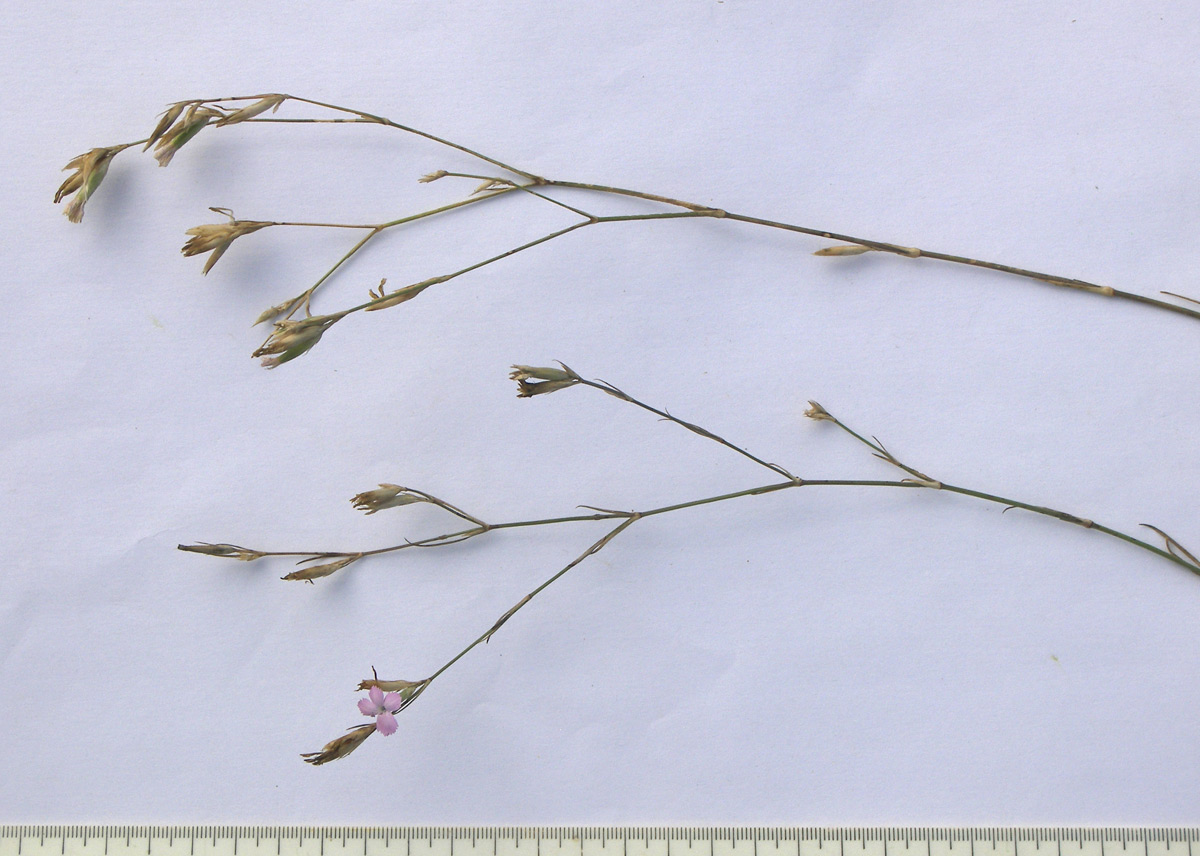 Image of Dianthus pallens specimen.