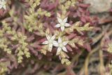 Sedum pallidum