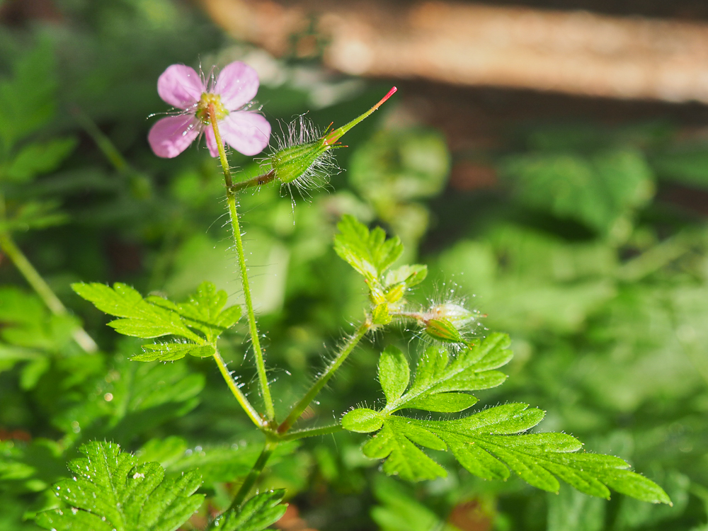 Изображение особи Geranium robertianum.