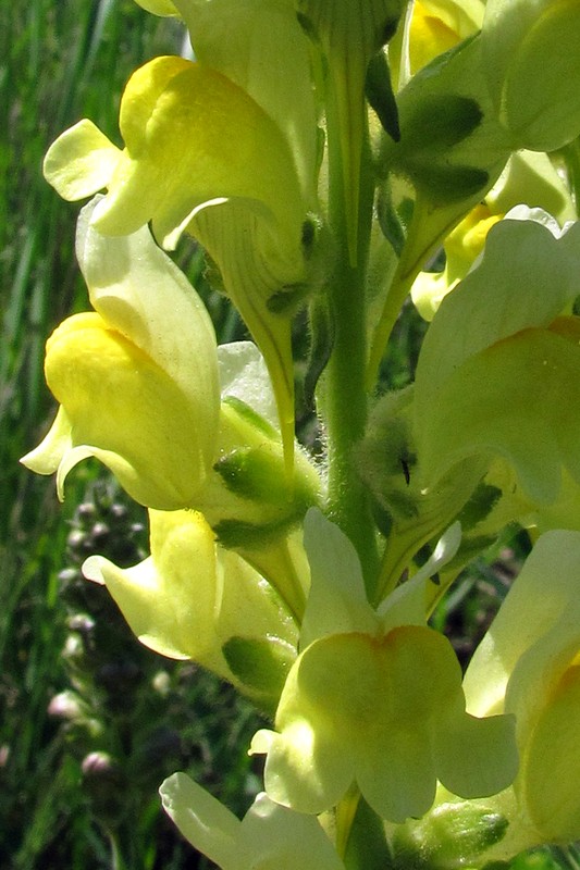 Image of genus Linaria specimen.