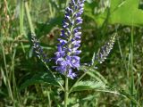 Veronica longifolia. Часть соцветия. Свердловская обл., окр. г. Североуральск, заросшие травой бывшие дачные участки в лиственнично-сосново-еловом лесу. 19.07.2017.