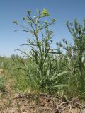 Erysimum czernjajevii