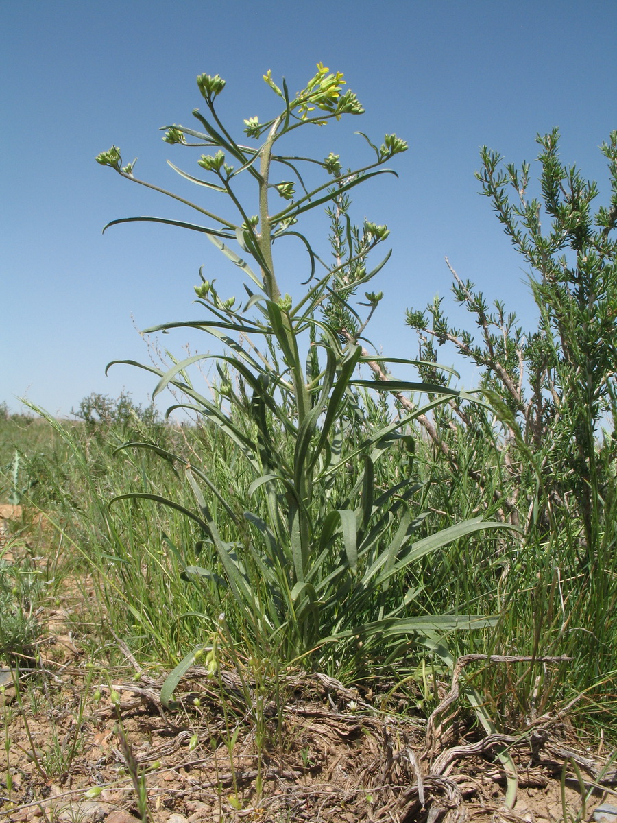 Image of Erysimum czernjajevii specimen.