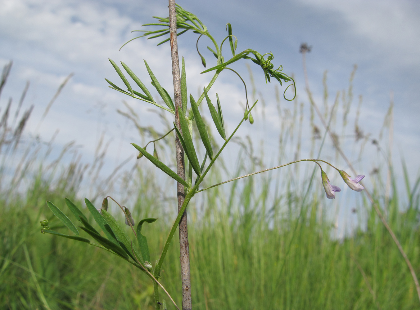 Image of Vicia tetrasperma specimen.