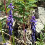 Polygala hybrida. Соцветия. Якутия, Алданский р-н, левый берег р. Алдан в 6 км выше г. Томмот, подошва щебнистого склона. 27.06.2016.