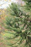 Araucaria angustifolia