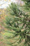 Araucaria angustifolia. Ветви. Краснодарский край, Черноморское побережье Кавказа, г. Сочи, Лазаревский р-н, мкр-н Уч-Дере, Субтропический Ботанический Сад Кубани, в культуре. 11 декабря 2014 г.