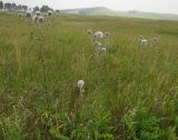 Echinops sphaerocephalus