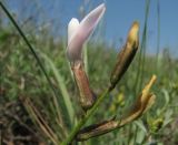 Astragalus ucrainicus. Соцветие с цветком и бутонами. Украина, Донецкая обл., Ясиноватский р-н, окр. пос. Карловка, песчаная степь. 09.05.2010.