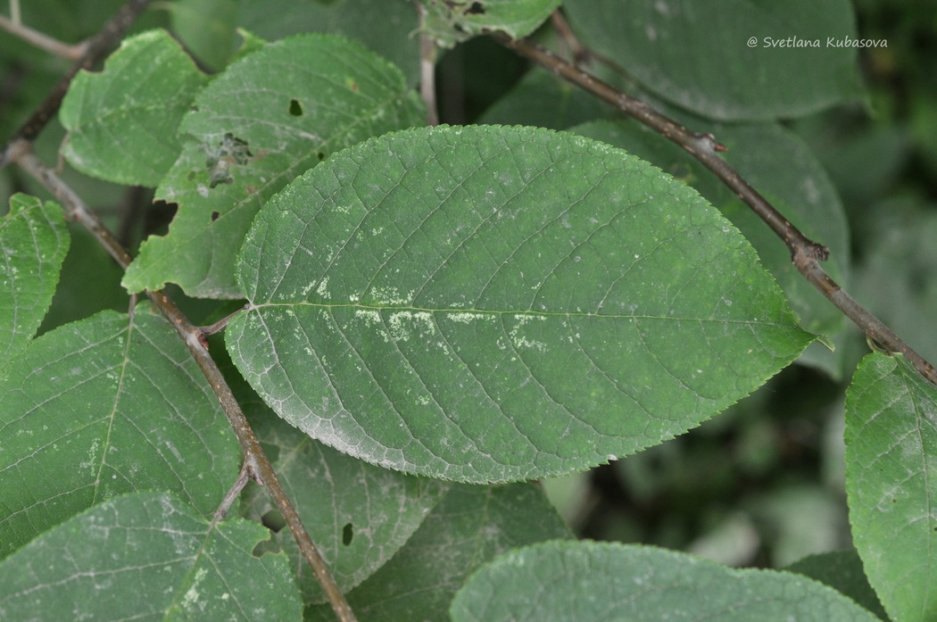 Image of Padus avium specimen.