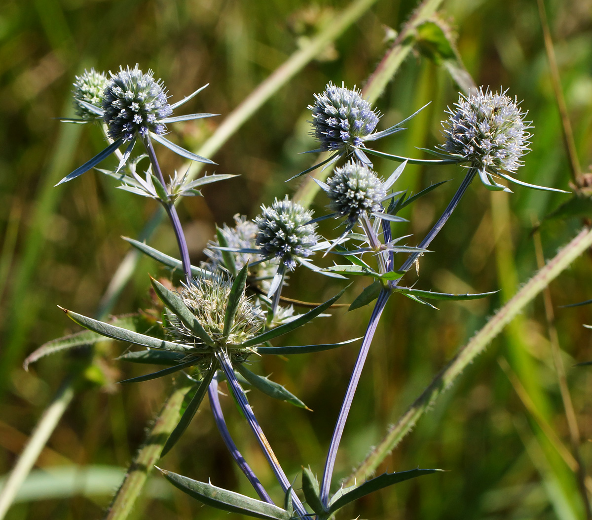 Изображение особи Eryngium planum.