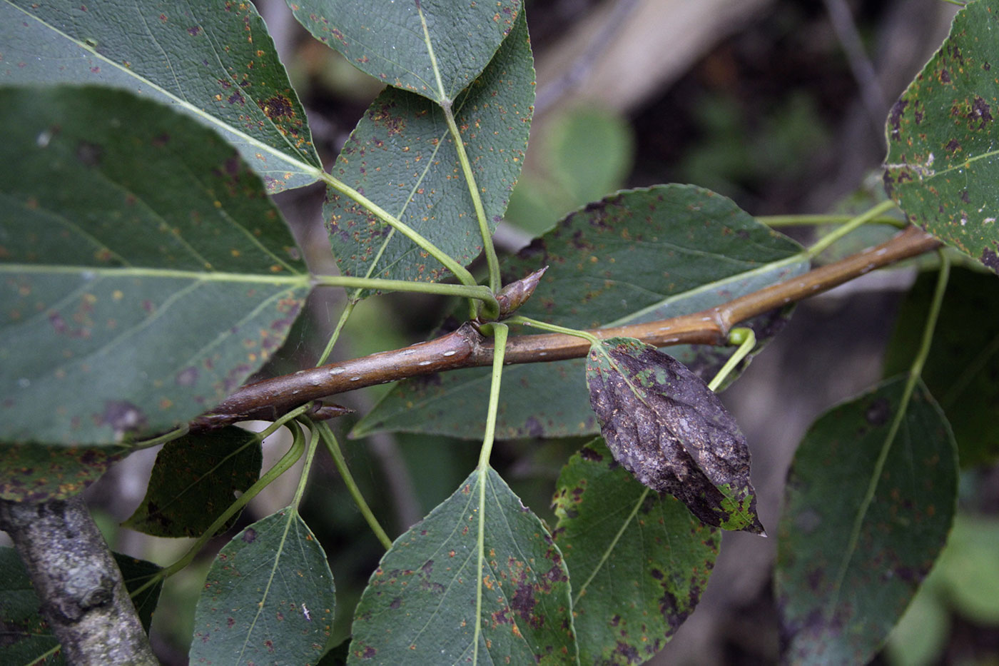 Изображение особи Populus trichocarpa.