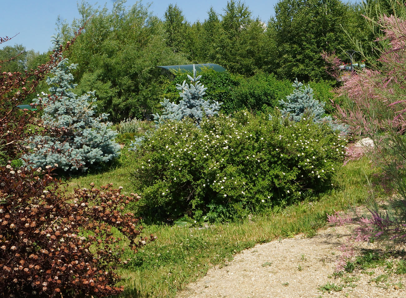 Image of Picea pungens f. glauca specimen.