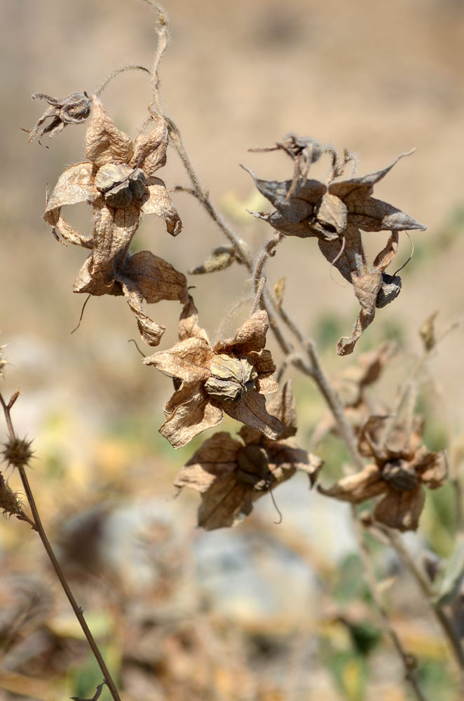 Изображение особи Trichodesma incanum.