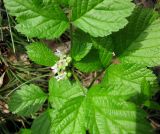 Rubus saxatilis. Верхняя часть растения с соцветием. Украина, Киев, заказник \"Лесники\", боровая терраса Днепра. 5 мая 2010 г.