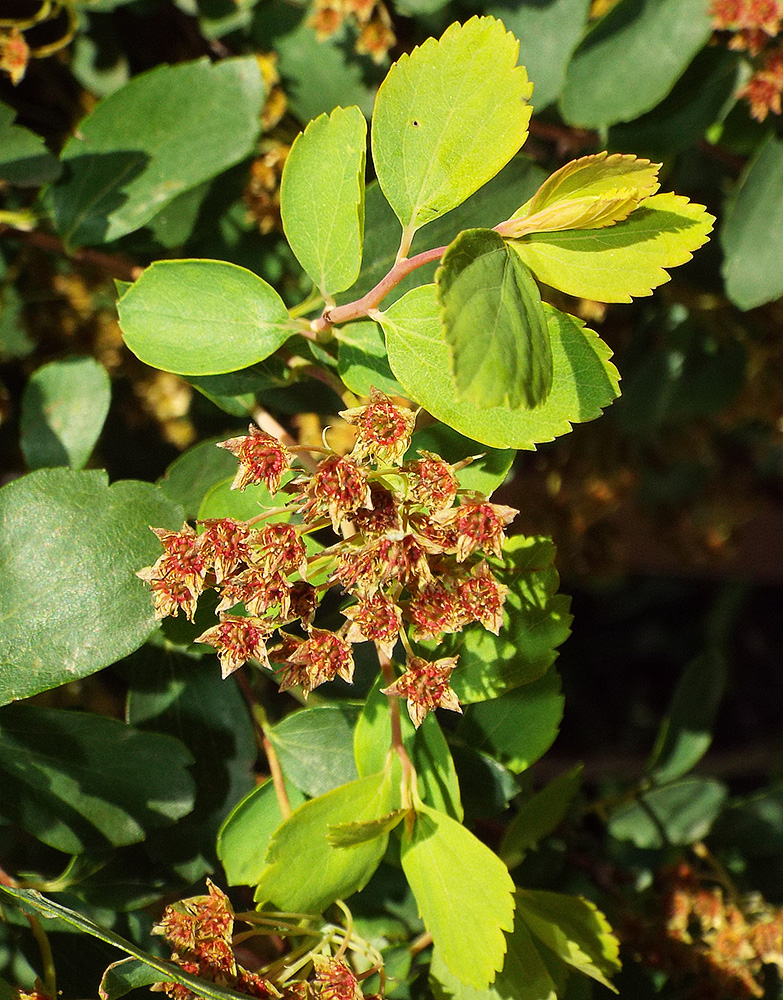 Image of Spiraea &times; vanhouttei specimen.