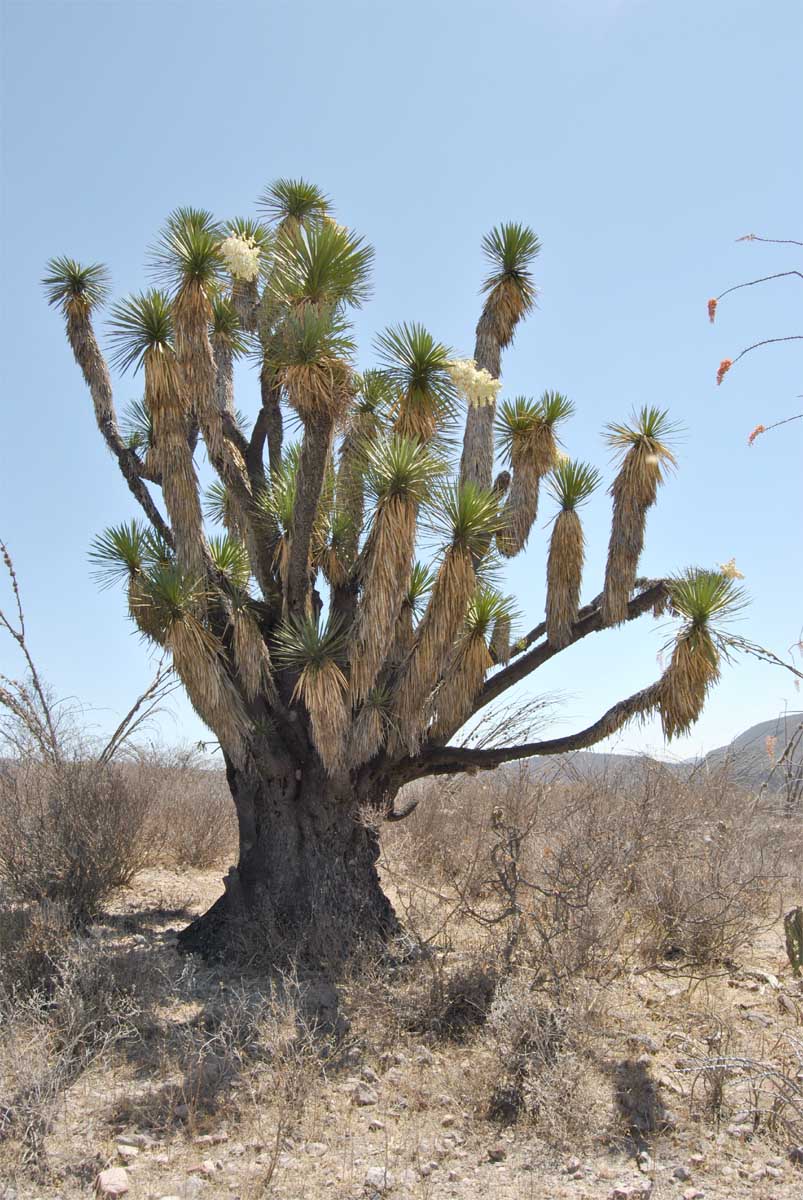Изображение особи Yucca potosina.