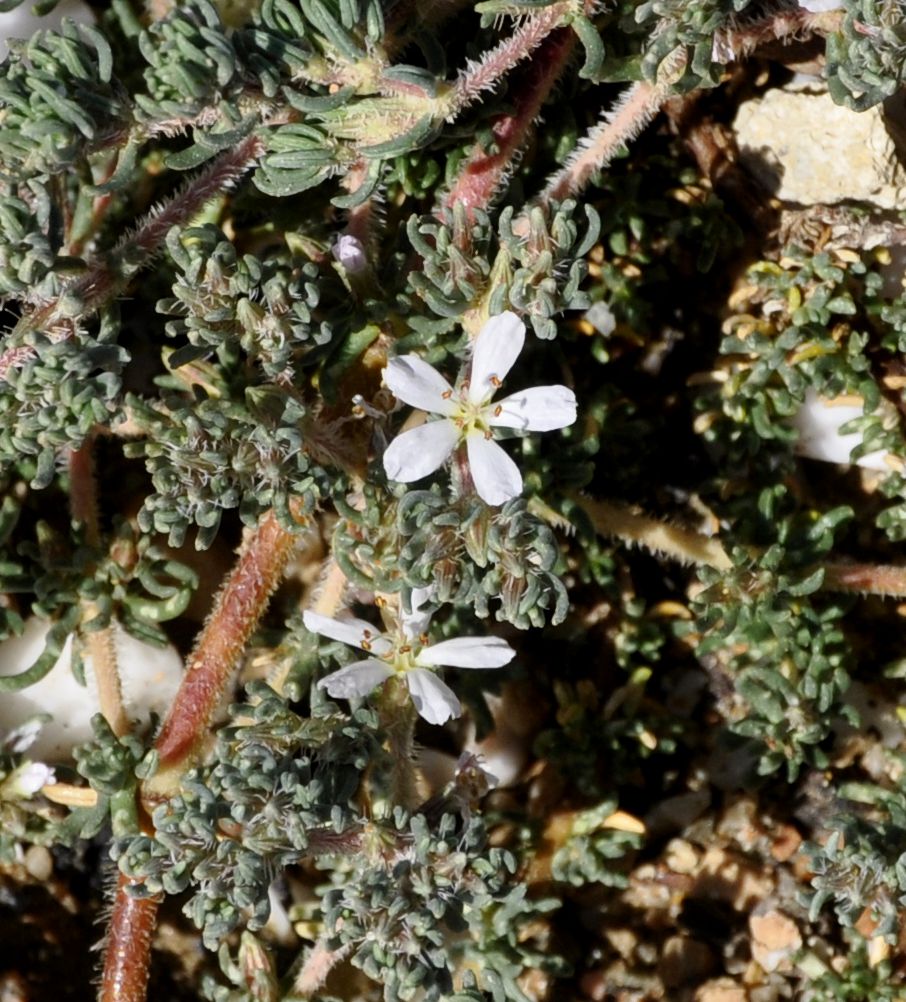 Image of Frankenia hirsuta specimen.