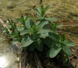 Mentha longifolia