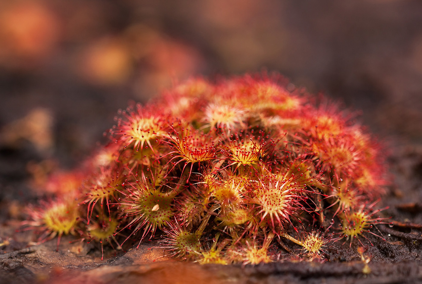 Изображение особи Drosera rotundifolia.