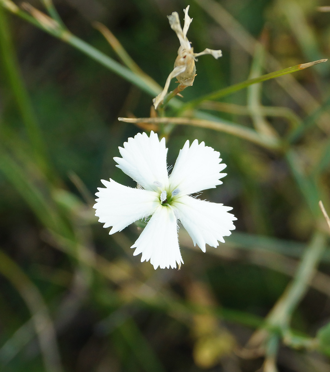 Image of Dianthus ramosissimus specimen.