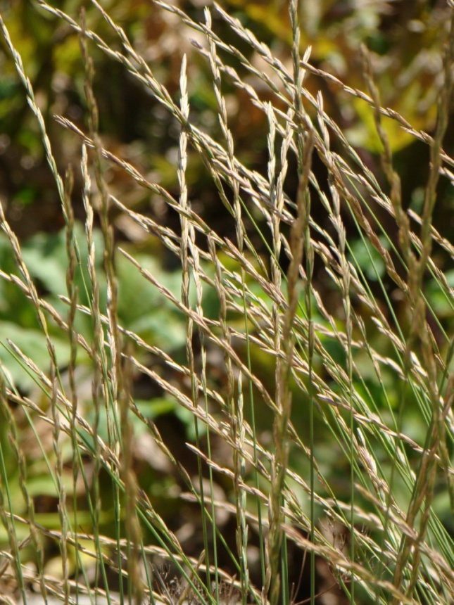 Image of genus Elytrigia specimen.